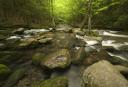 Stream, Great Smoky Mountains National Park