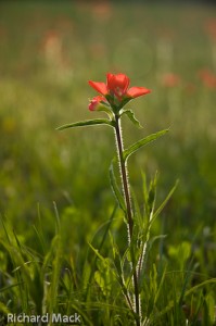 Indian Paint Brush, Rookwood Ranch