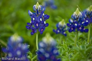 Bluebonnets, Rookwood Ranch